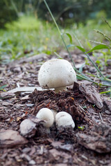 Agaricus xanthodermus, commonly known as the yellow-staining carbolic mushroom