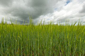 View of a field of barley (hordeum vulgare) out in ear