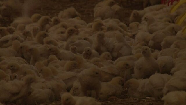 View footage close up many chicken in chicken farm, Industrial of poultry.
Growing Broiler Chickens / Chickens for fattening on a modern poultry farm.
