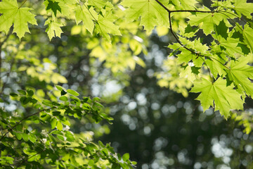 Bright green leaves with dark background under sunshine in the  morning