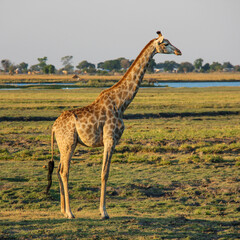Naklejka na ściany i meble elegant giraffe in Botswana africa