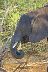 Obraz premium Old elephant in Botswana, Africa