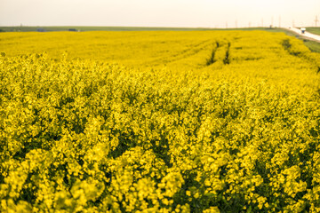 Field of beautiful springtime golden flower of rapeseed is plant for green industry