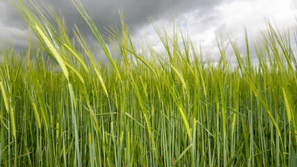 View of a field of barley (hordeum vulgare) out in ear