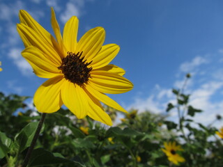 sunflower in the sky