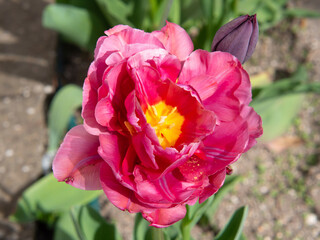 Pink-red double tulip flower close-up, spring flowers