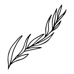 Vector illustration with a twig. Doodle style plant vector for banners and postcards.