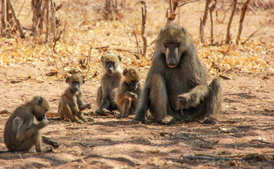 Baboon mother and babies in the grasslands, Africa