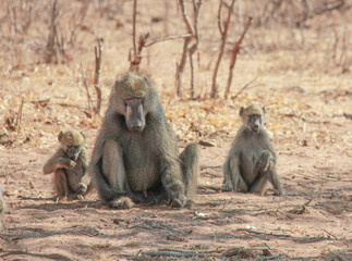 Baboon mother and babies in the grasslands, Africa