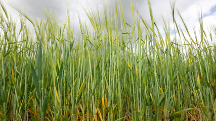 View of a field of barley (hordeum vulgare) out in ear