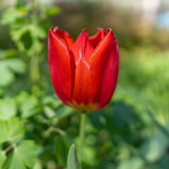 red tulip in the garden