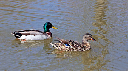 Male and female Mallard ducks swimming on a lake