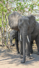 Angry Mother with baby elephant in Chobe National Park, Botswana, Africa
