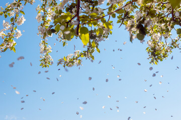 Flower petals fall from the apple tree.