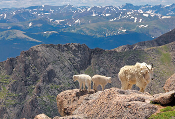 Mountain goats on 14,000-foot Mount Evans in Colorado