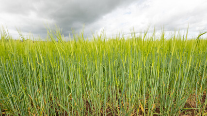 View of a field of barley (hordeum vulgare) out in ear