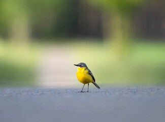 yellow wagtail on a branch