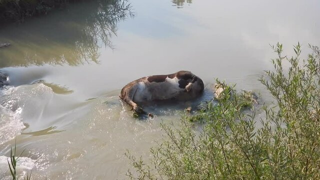 Dead cow animal carcass that died as a result of an epidemic disease.Old carrion putrefaction decay rot rottenness rotten deceased defunct swollen corpse stages of decomposition river water body sick.
