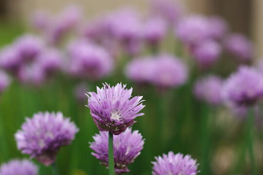 Close up of a blooming chive