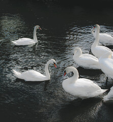 swans on the lake