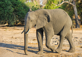 hungry elephant walking  in the savannah, Botswana Africa