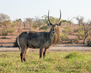 Large waterbuck antelope with huge horns in Africa
