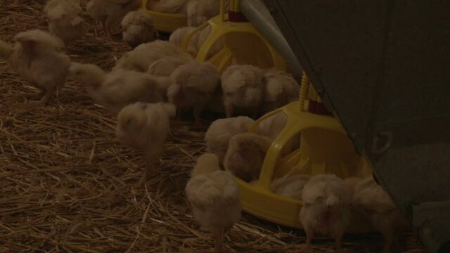 Young broiler chicken in a cage near the feeder. On a modern poultry farm, broilers drink water and take medications for drinking. Agricultural business raising chickens.
