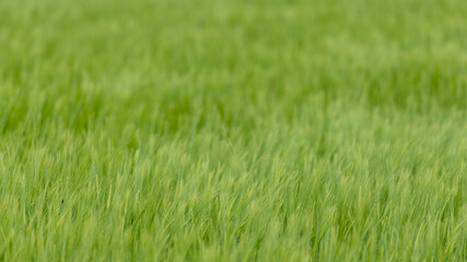 Barley crop (hordeum vulgare) out in ear