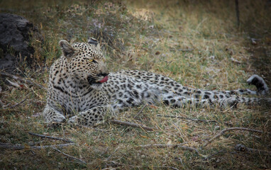 Beautiful leopard in Zambia, Africa