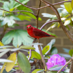 red cardinal on branch