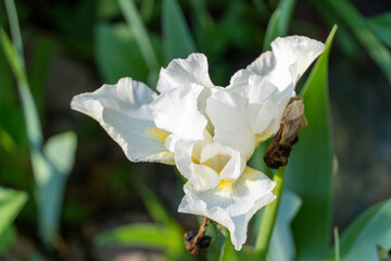Naklejka na ściany i meble white iris flower