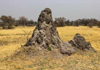 Termite mound in the Savannah in botswana