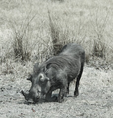 Warthog eating on grasslands in  Botswana