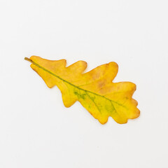 Fototapeta na wymiar One yellow oak leaf on a white background