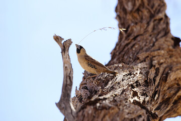 A sociable weaver, a desert bird, picking up grass to build nest.