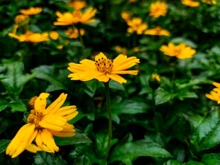 yellow flower in the garden, Sphagneticola trilobata Flowers, Macro photography. 