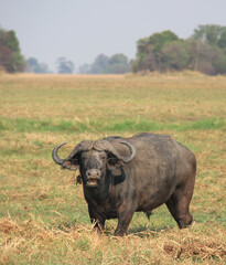 Obraz premium Aggressive Cape buffalo on the grasslands in Africa