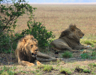 two lions resting, zambia