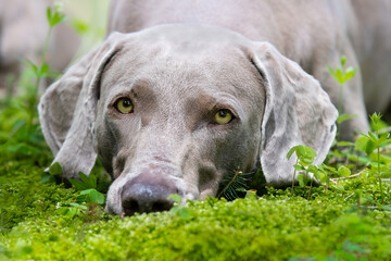 Hundeblick
