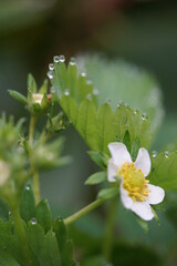 Blühende Erdbeerpflanze nach Regen