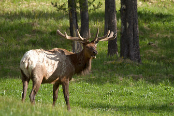 Naklejka na ściany i meble Male Elk with Shadow of Antlers on His Back