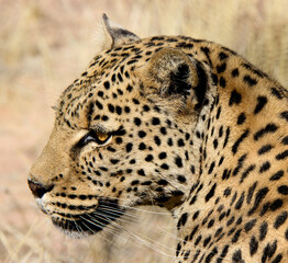 Cheetah in Namibia, Africa