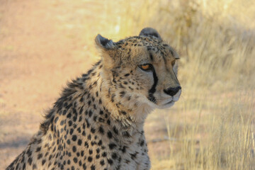 Naklejka na ściany i meble Cheetah in Namibia, Africa