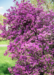 flowering shrub of pink rhododendron