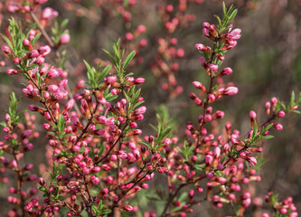 Blooming shrub with pink flowers