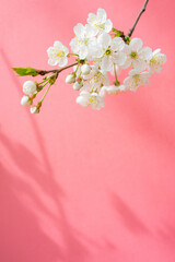 Fototapeta na wymiar Blooming cherry branch. Spring white flowers. Wine tree in bloom.