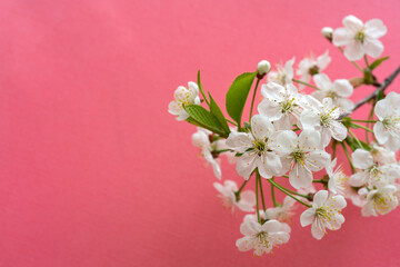 Fototapeta na wymiar Blooming cherry branch. Spring white flowers. Wine tree in bloom.