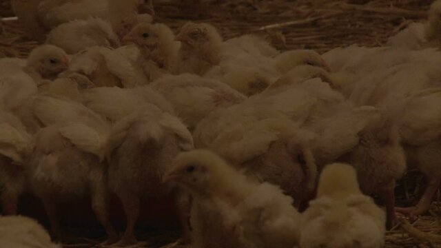 Chicken near automatic feeders food on the farm. Broiler chickens on a modern poultry farm near feeders with feed.
