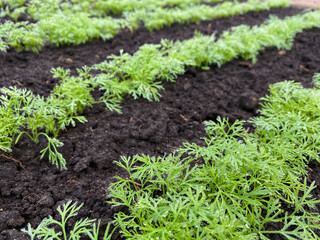 Dill or fennel sprouts growing in the garden. Dill seedlings with a dew