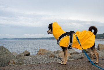 Dog in a yellow rain coat at the sea. Black mongrel at the seaside in a yellow jacket. The dog looks at the sea during a storm. Dog in the rain. Polish dog with yellow rain coat jacket. 
